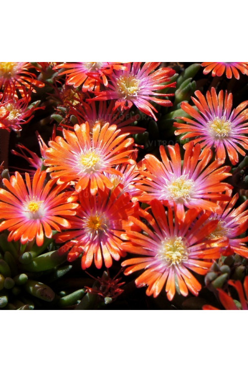 Słonecznica 'Jewel of Desert Sunstone' Delosperma