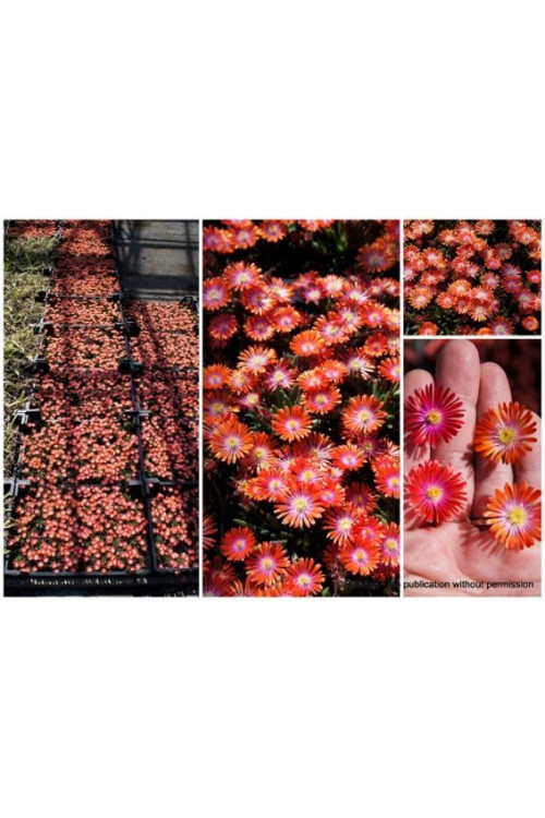 Słonecznica 'Jewel of Desert Sunstone' Delosperma