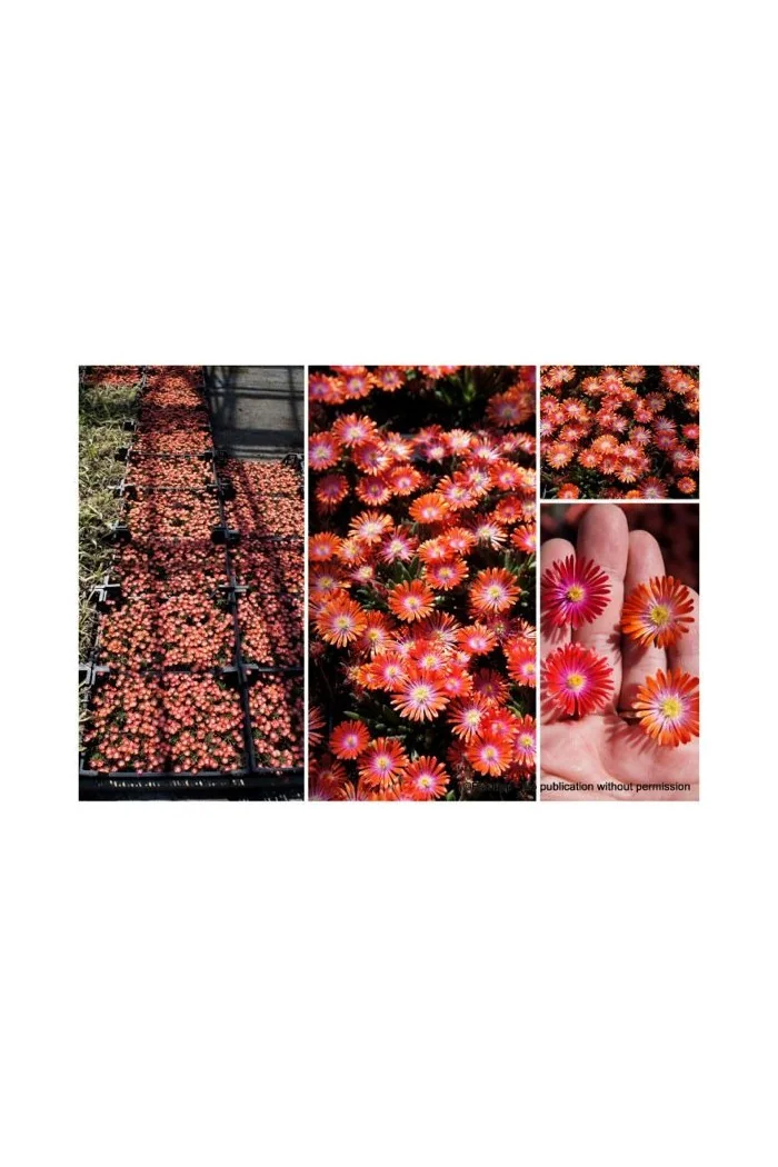 Słonecznica 'Jewel of Desert Sunstone' Delosperma