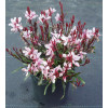 Gaura 'Gaudi Pink' | Gaura