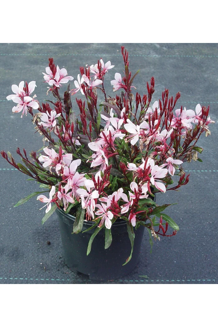 Gaura 'Gaudi Pink' | Gaura