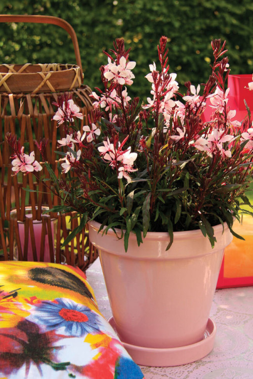 Gaura 'Gaudi Pink' | Gaura