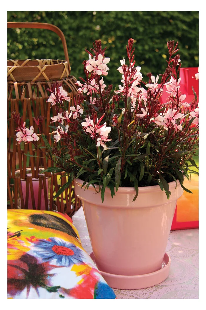 Gaura 'Gaudi Pink' | Gaura