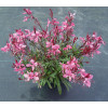 Gaura 'Gaudi Rose' | Gaura