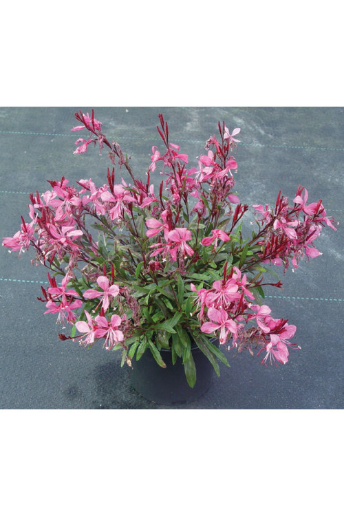 Gaura 'Gaudi Rose' | Gaura