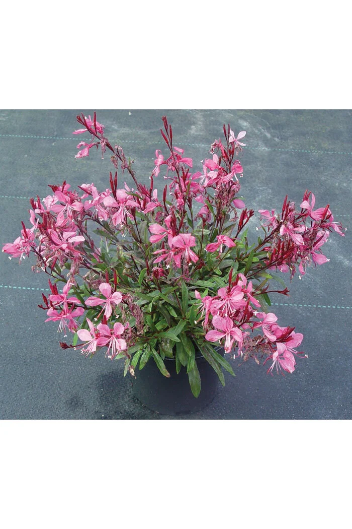 Gaura 'Gaudi Rose' | Gaura