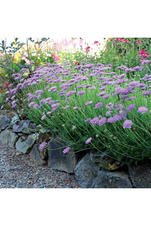 Driakiew 'Vivid Violet' | Scabiosa