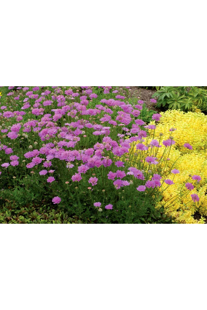 Driakiew 'Vivid Violet' | Scabiosa