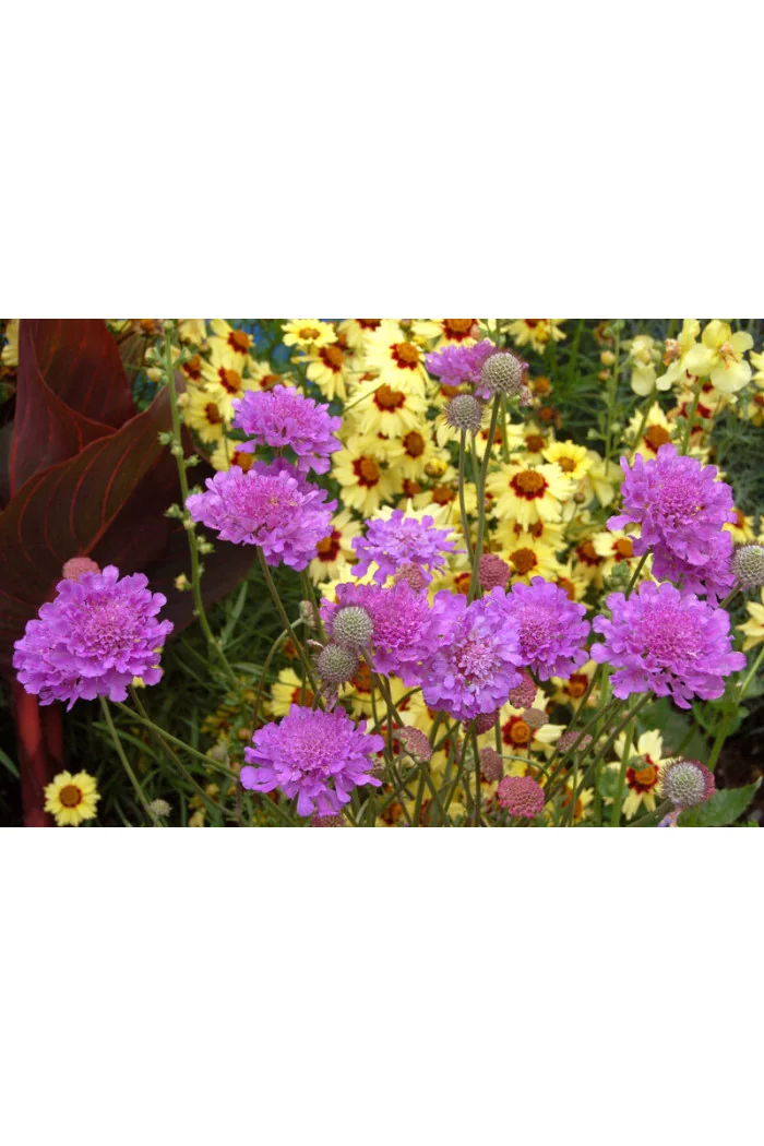 Driakiew 'Vivid Violet' | Scabiosa