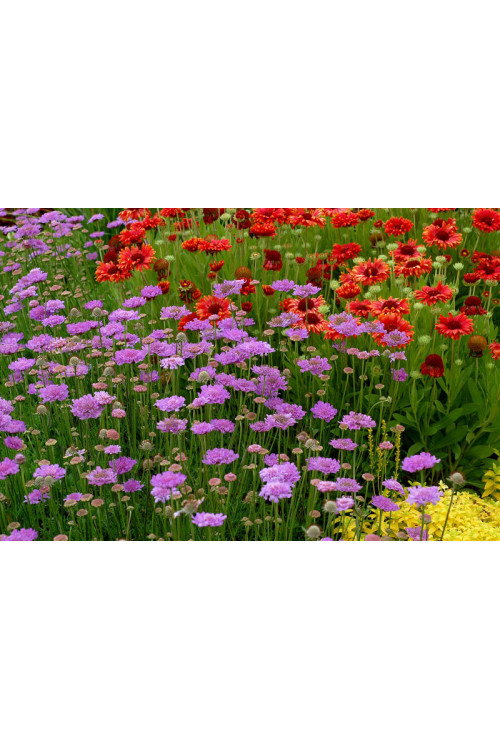 Driakiew 'Vivid Violet' | Scabiosa