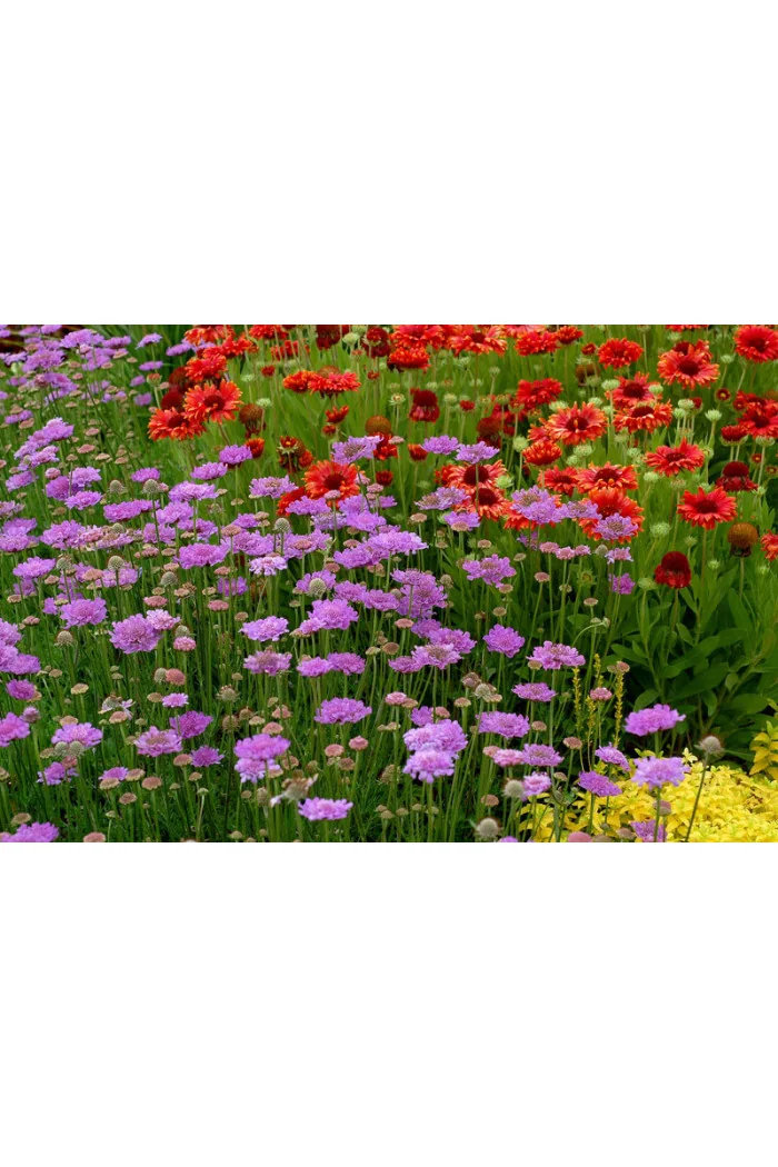 Driakiew 'Vivid Violet' | Scabiosa