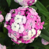 Goździk brodaty 'Dash Magician' Dianthus barbatus