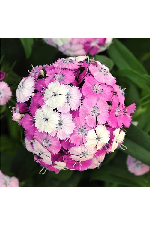 Goździk brodaty 'Dash Magician' Dianthus barbatus