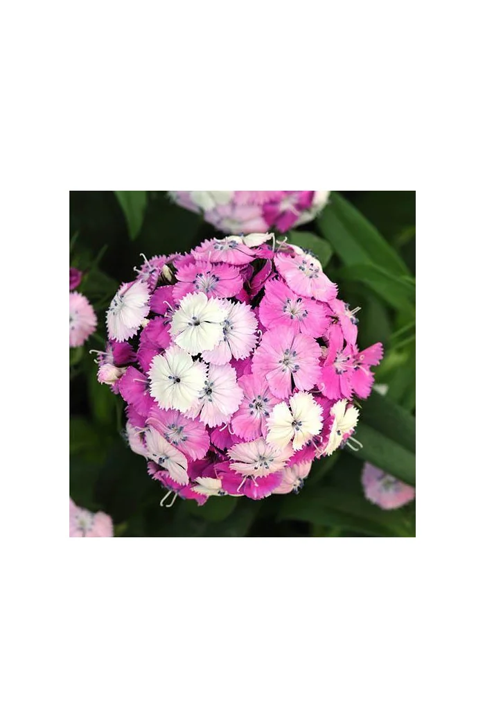 Goździk brodaty 'Dash Magician' Dianthus barbatus