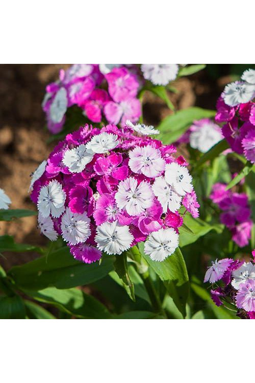 Goździk brodaty 'Dash Magician' Dianthus barbatus