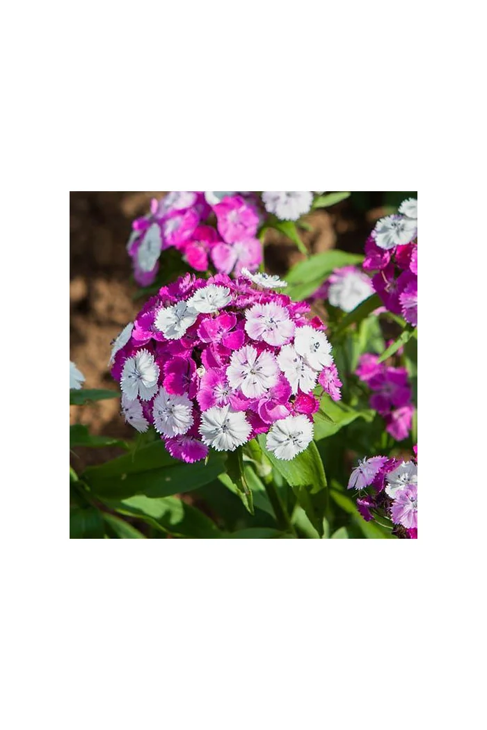 Goździk brodaty 'Dash Magician' Dianthus barbatus