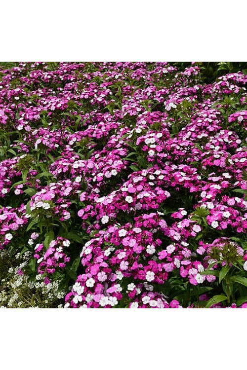 Goździk brodaty 'Dash Magician' Dianthus barbatus