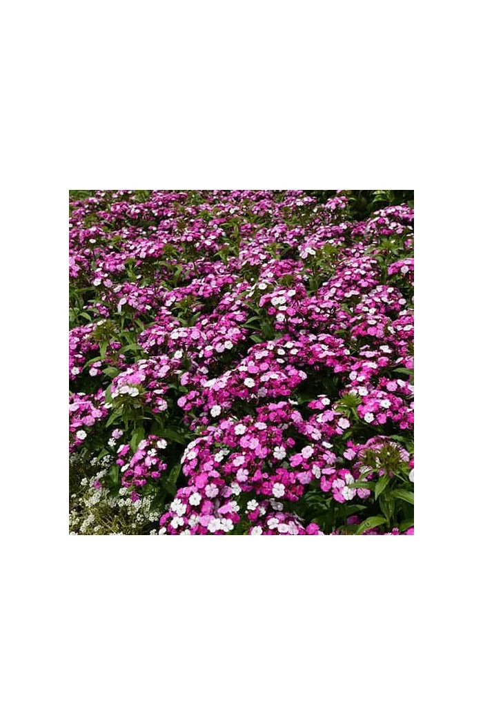 Goździk brodaty 'Dash Magician' Dianthus barbatus