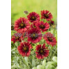 Gailardia 'Fire Wheels Gaillardia