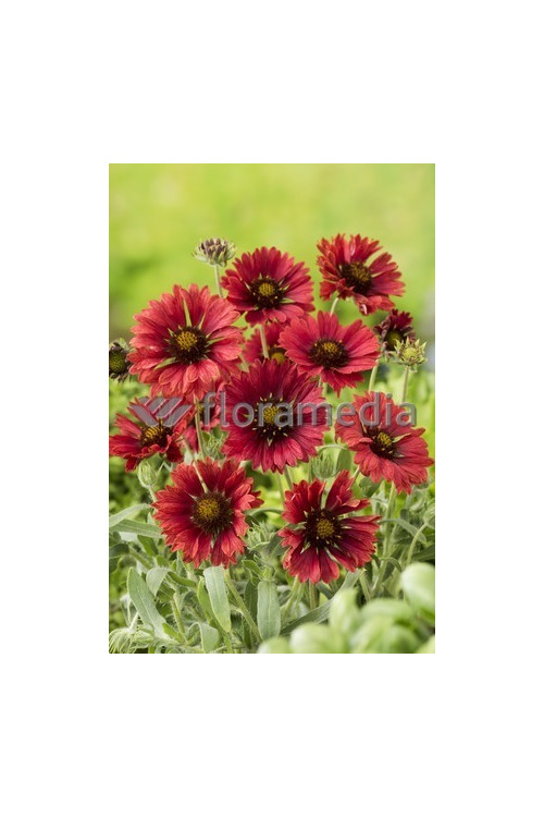 Gailardia 'Fire Wheels Gaillardia