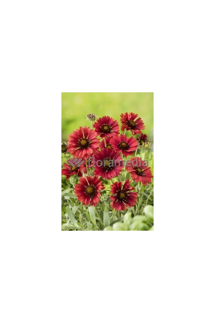Gailardia 'Fire Wheels Gaillardia