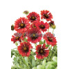 Gailardia 'Fire Wheels Gaillardia