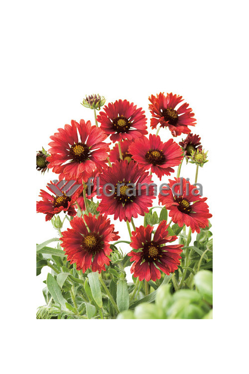 Gailardia 'Fire Wheels Gaillardia