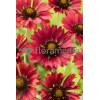 Gailardia 'Fire Wheels Gaillardia
