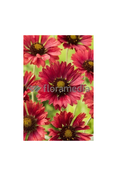 Gailardia 'Fire Wheels Gaillardia