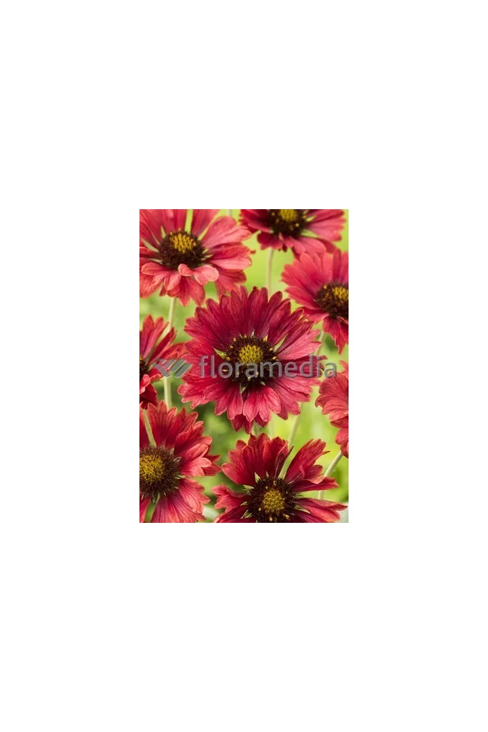 Gailardia 'Fire Wheels Gaillardia