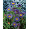 Aster alpejski 'Goliath' Aster alpinus