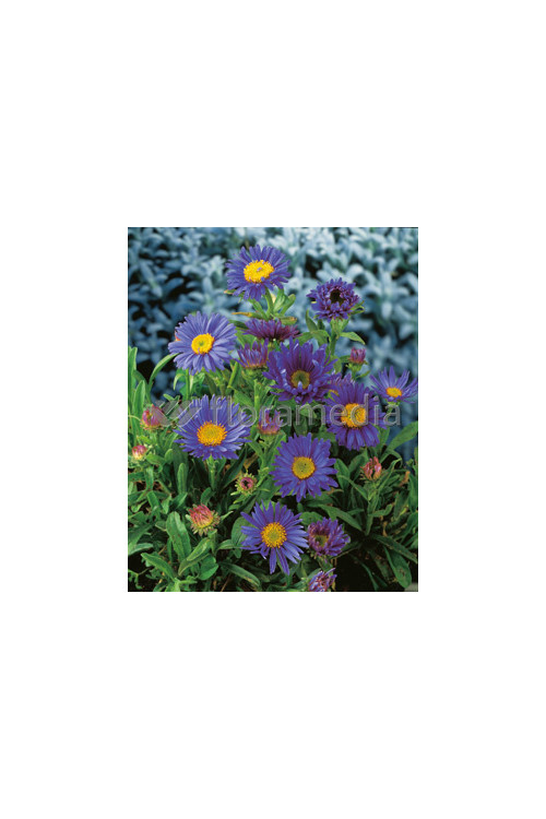 Aster alpejski 'Goliath' Aster alpinus