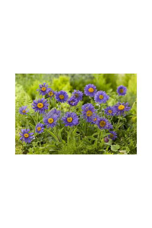 Aster alpejski 'Goliath' Aster alpinus