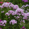 Floks wiechowaty 'Ka Pow White Bicolor' | Phlox panniculata