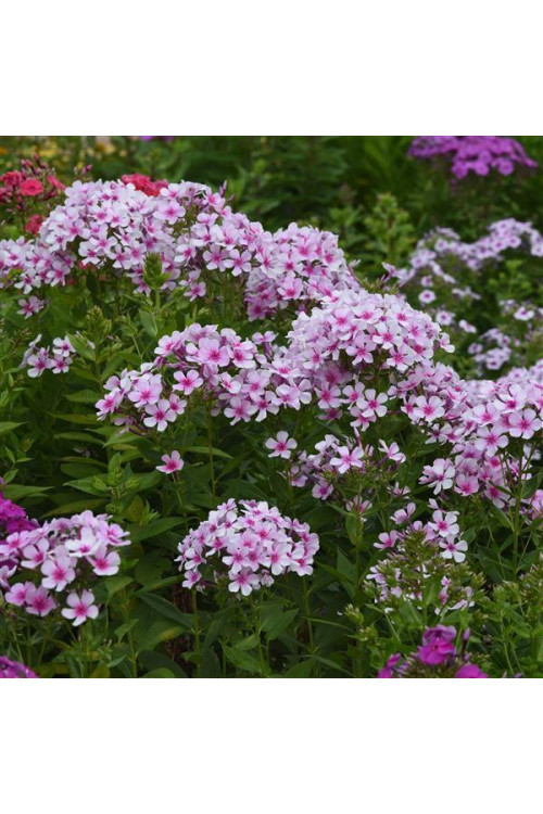 Floks wiechowaty 'Ka Pow White Bicolor' | Phlox panniculata