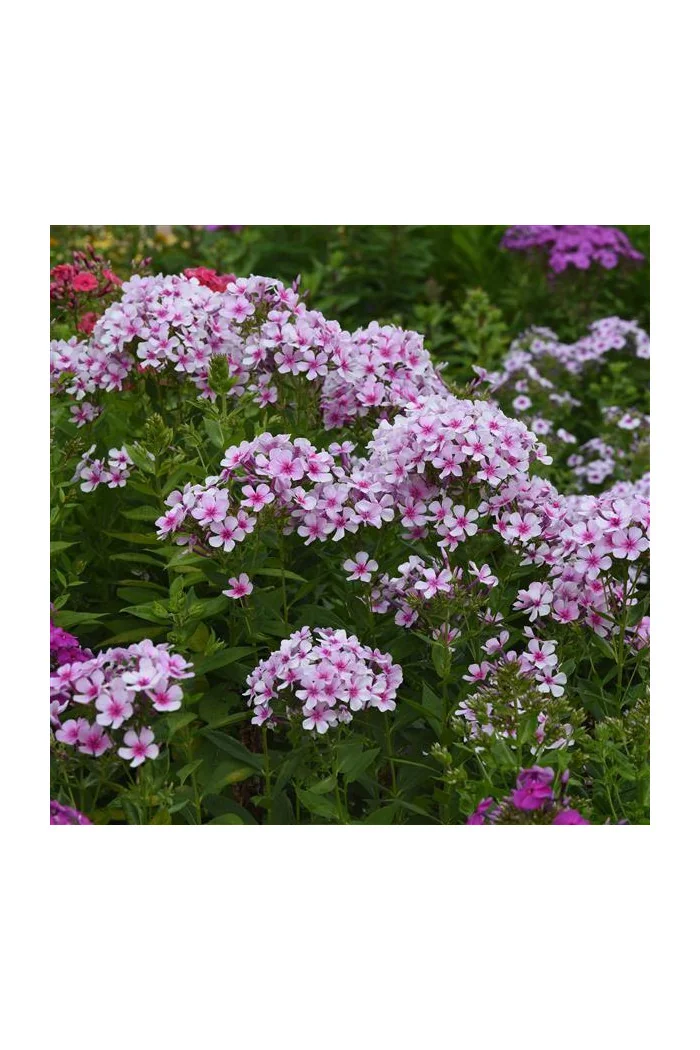 Floks wiechowaty 'Ka Pow White Bicolor' | Phlox panniculata
