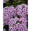 Floks wiechowaty 'Ka Pow White Bicolor' | Phlox panniculata
