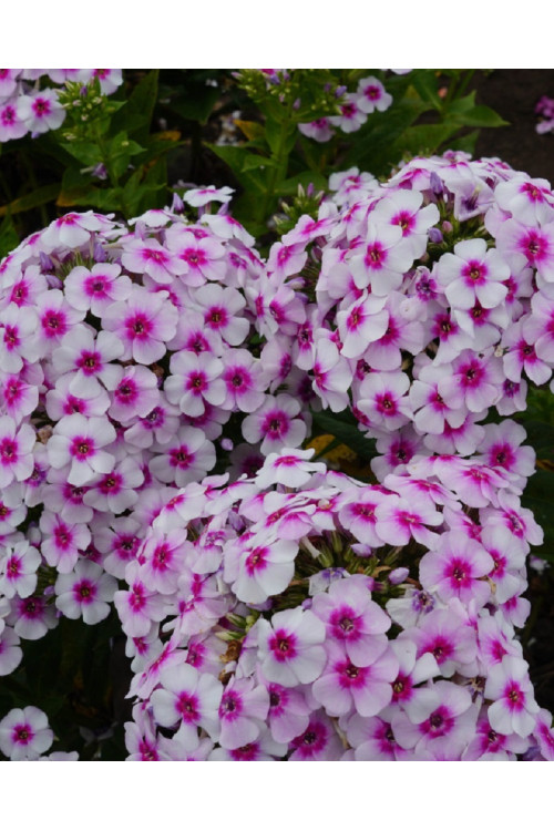 Floks wiechowaty 'Ka Pow White Bicolor' | Phlox panniculata