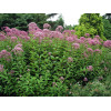 Sadziec dęty 'Atropurpureum' | Eupatorium fistulosum
