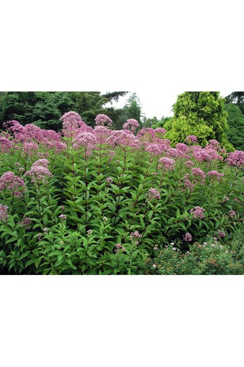 Sadziec dęty 'Atropurpureum' | Eupatorium fistulosum