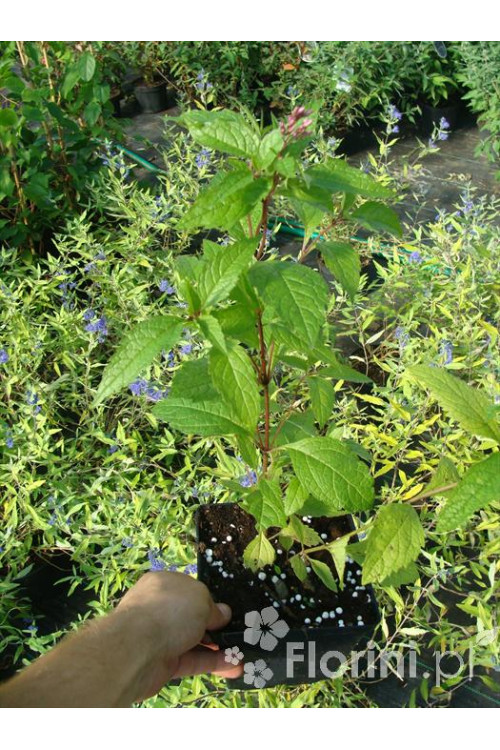 Sadziec dęty 'Atropurpureum' | Eupatorium fistulosum