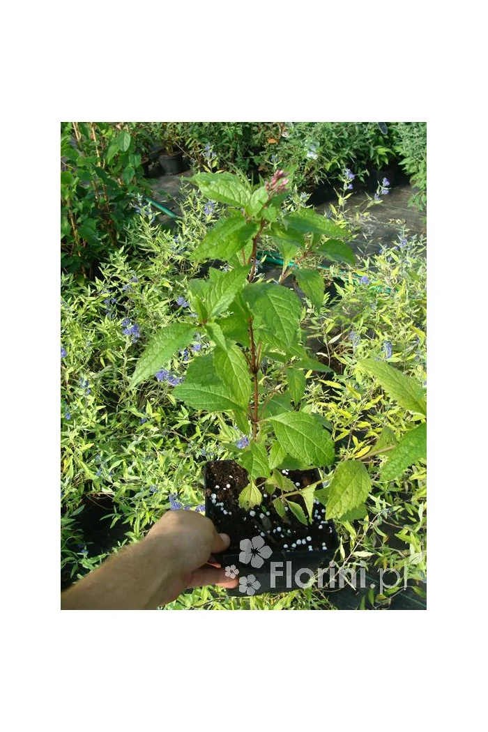 Sadziec dęty 'Atropurpureum' | Eupatorium fistulosum