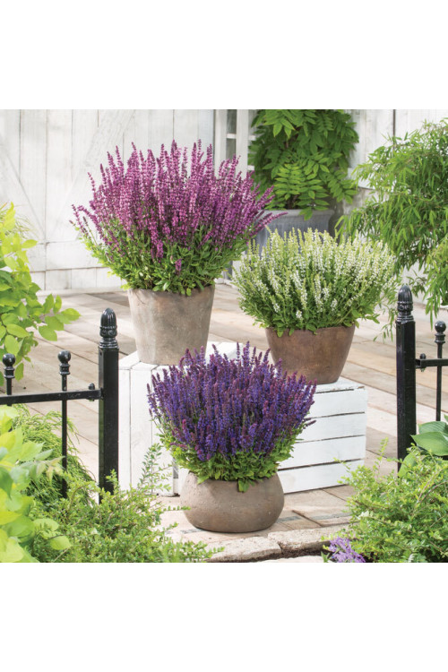 Szałwia omszona 'Synchro Blue' | Salvia nemorosa