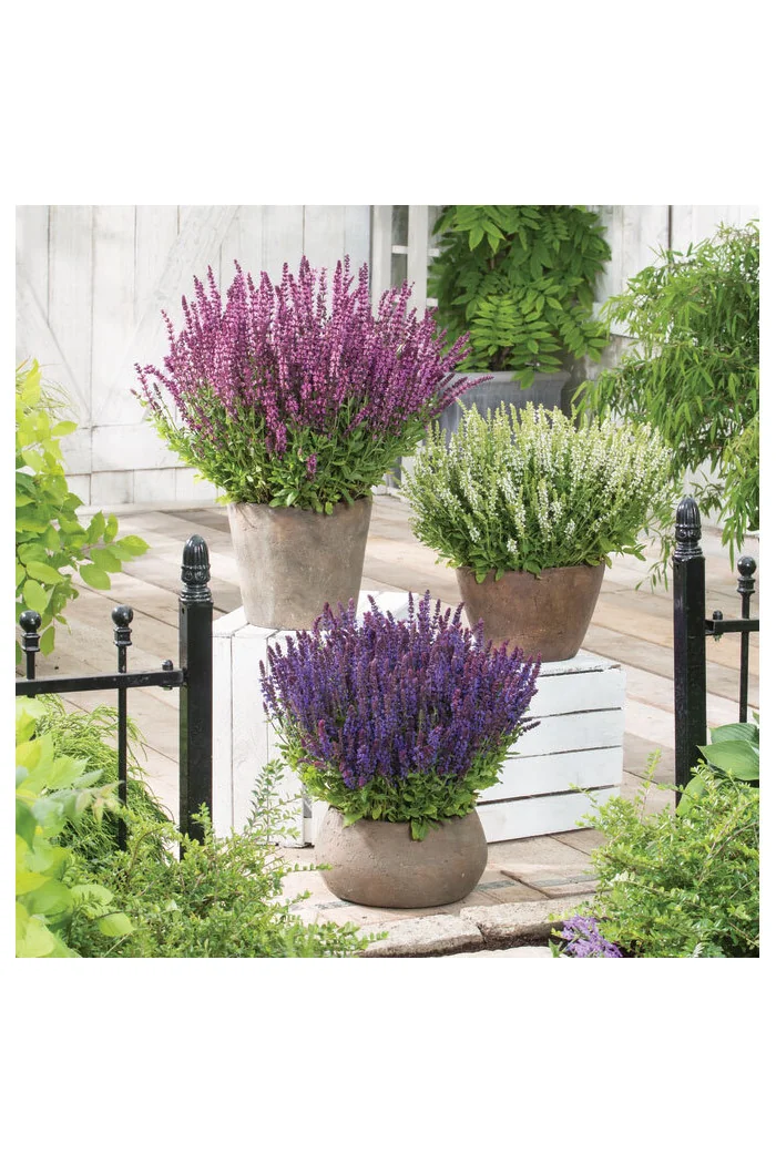 Szałwia omszona 'Synchro Blue' | Salvia nemorosa