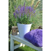 Szałwia omszona 'Salute Deep Blue' | Salvia nemorosa