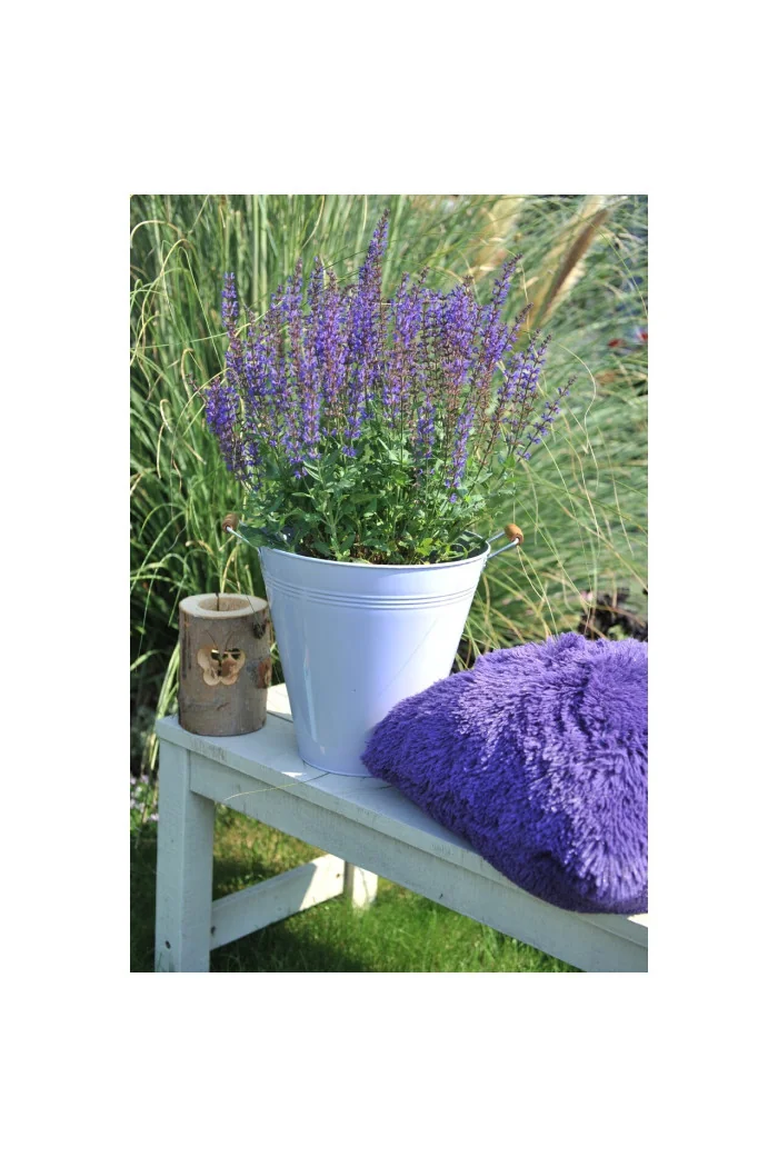 Szałwia omszona 'Salute Deep Blue' | Salvia nemorosa