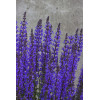 Szałwia omszona 'Salute Deep Blue' | Salvia nemorosa