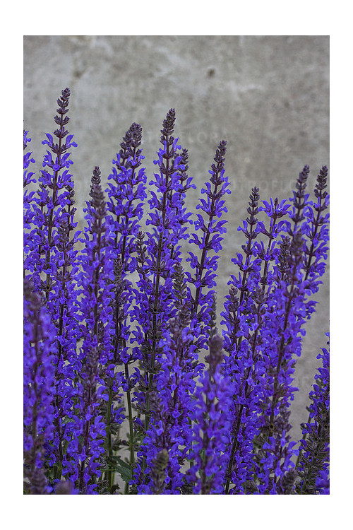 Szałwia omszona 'Salute Deep Blue' | Salvia nemorosa