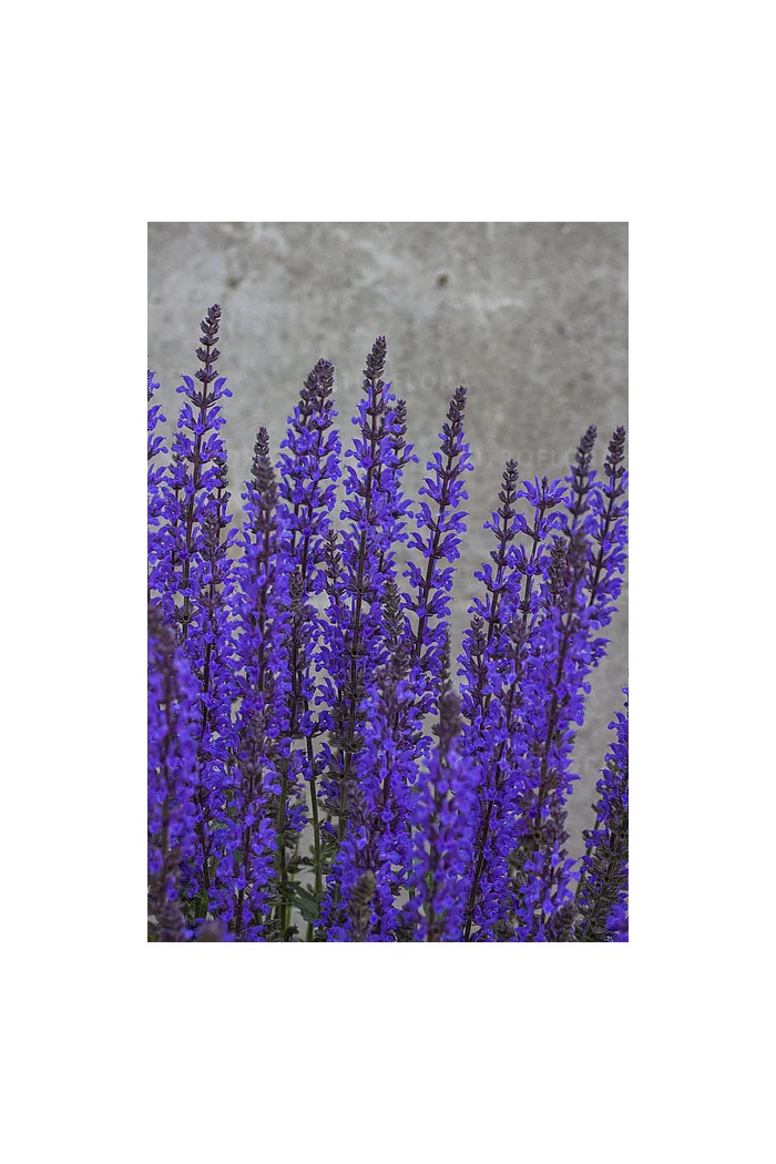 Szałwia omszona 'Salute Deep Blue' | Salvia nemorosa