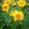 Słoneczniczek 'Double Whammy' Helianthus